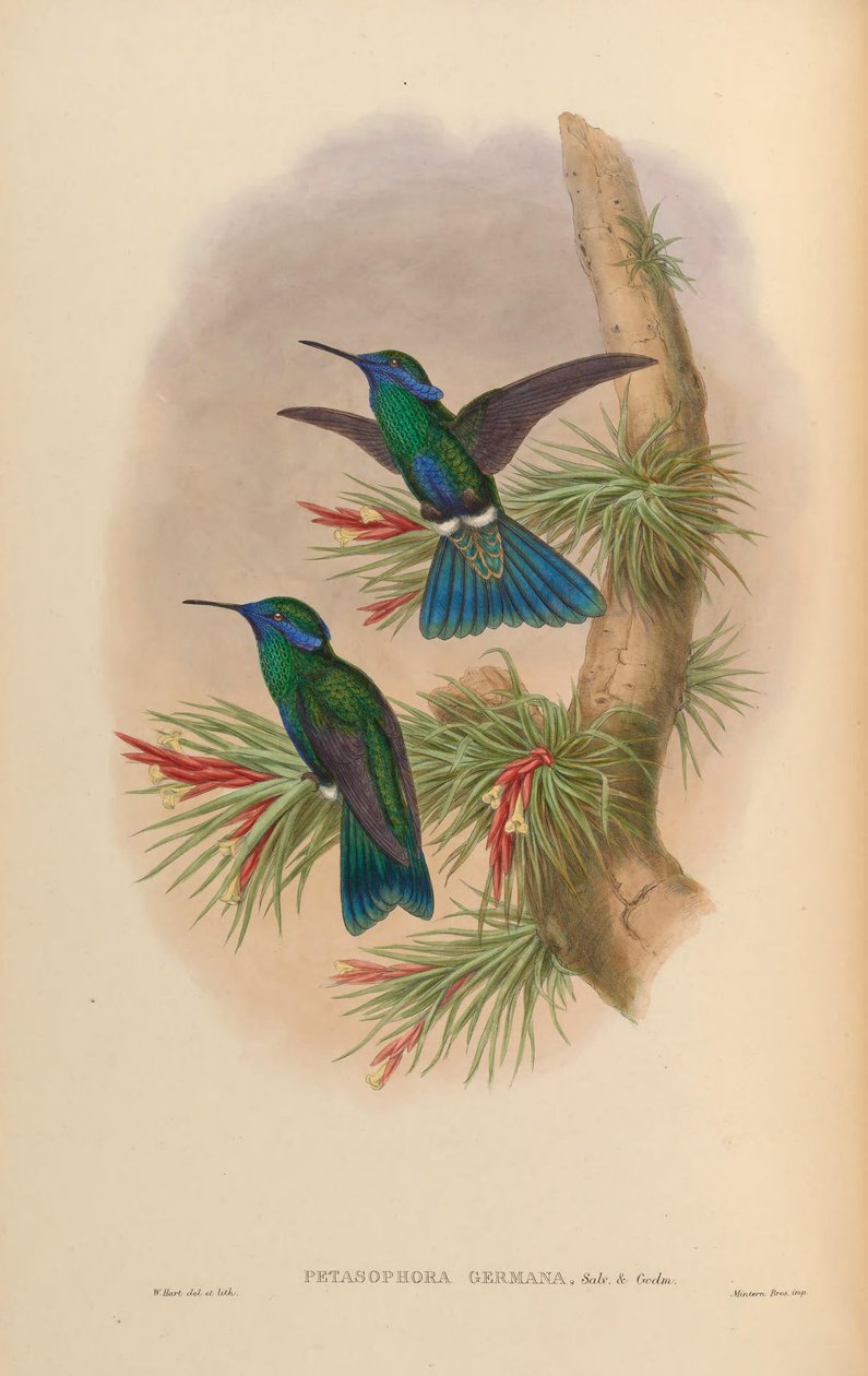 Petasophora germana = Colibri coruscans germanus da John Gould