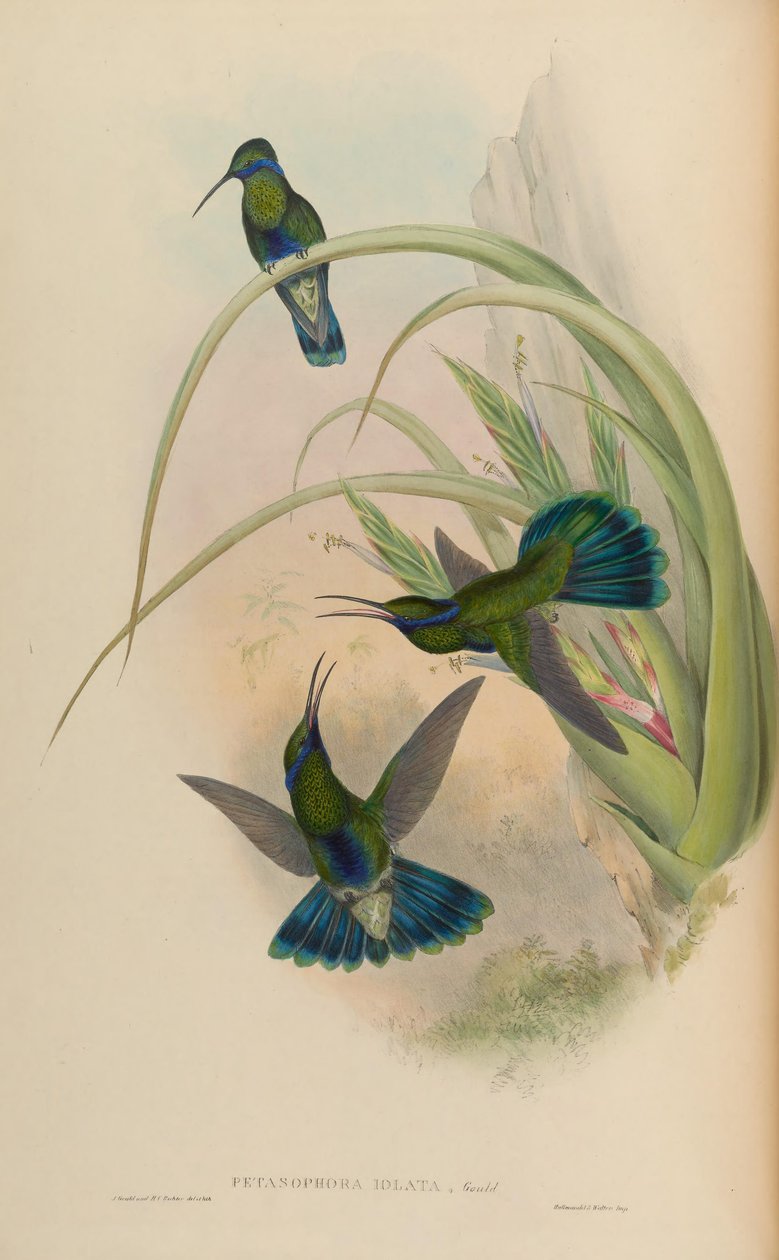 Petasophora iolata = Colibri coruscans iolatus da John Gould