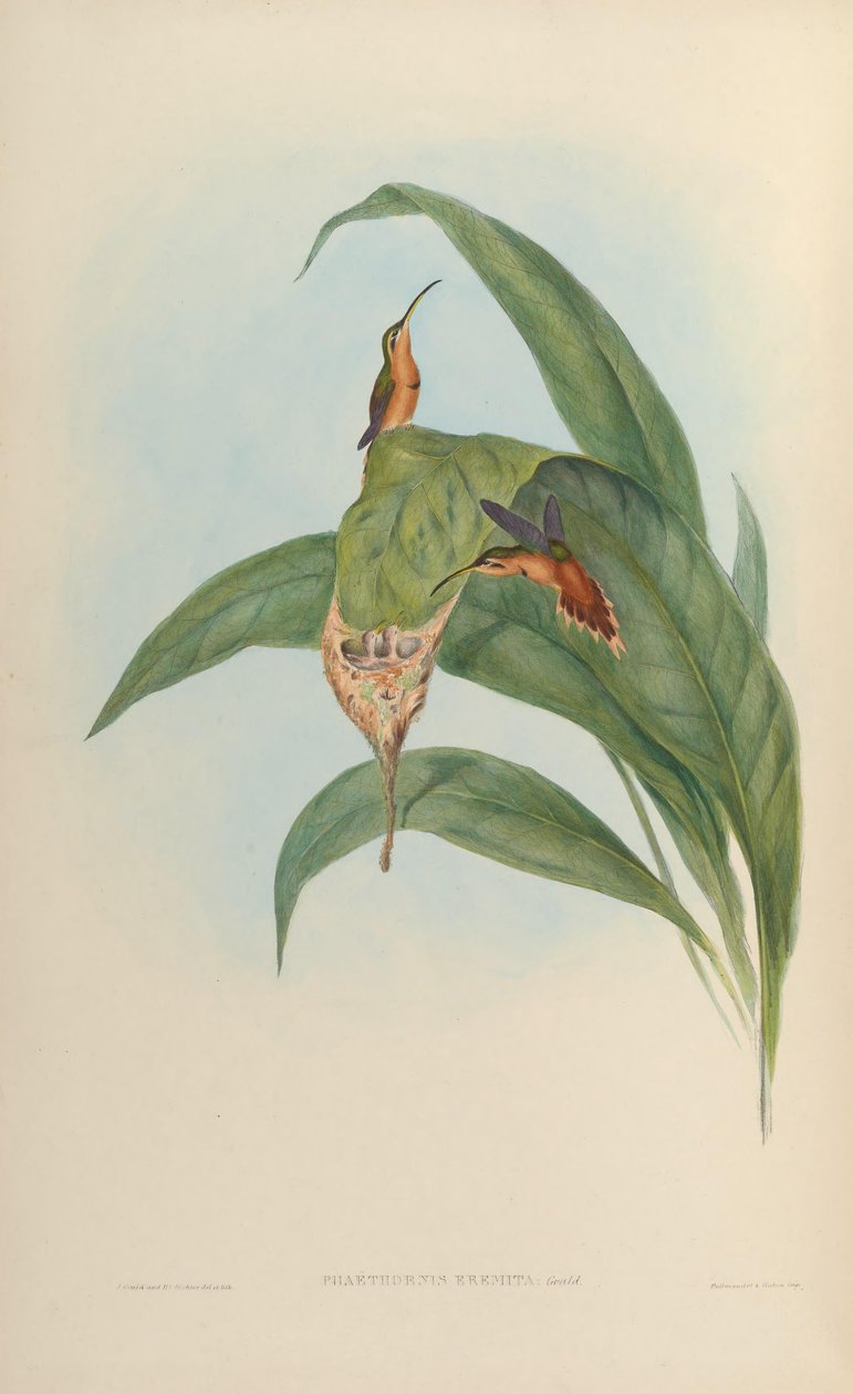 Phaethornis eremita da John Gould
