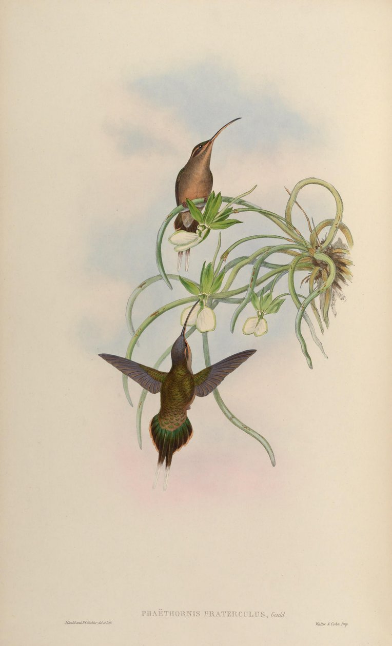Phaethornis fraterculus da John Gould