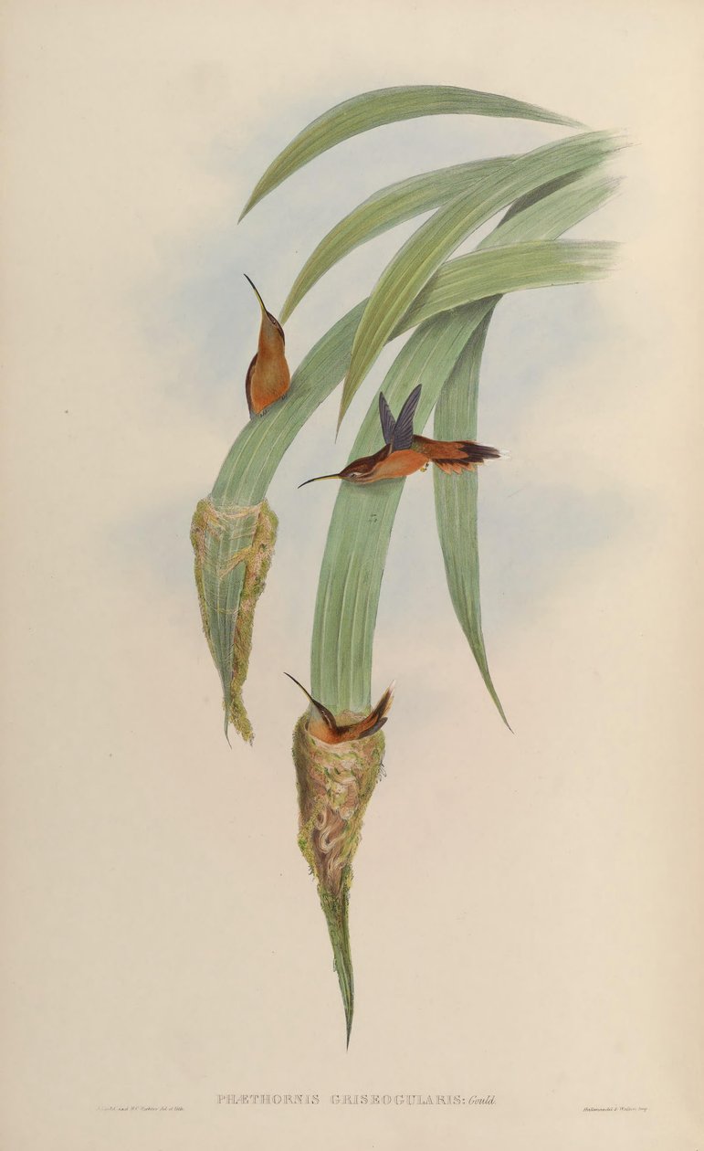 Phaethornis griseogularis da John Gould