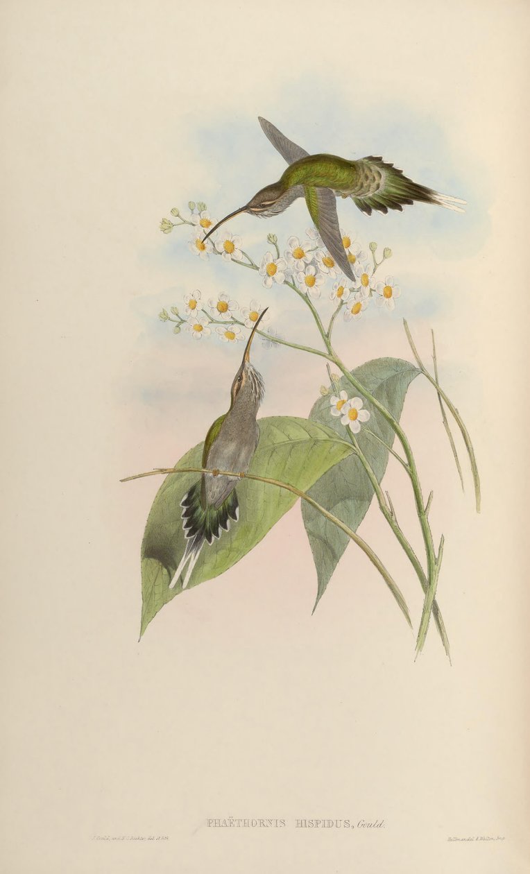Phaethornis hispidus da John Gould