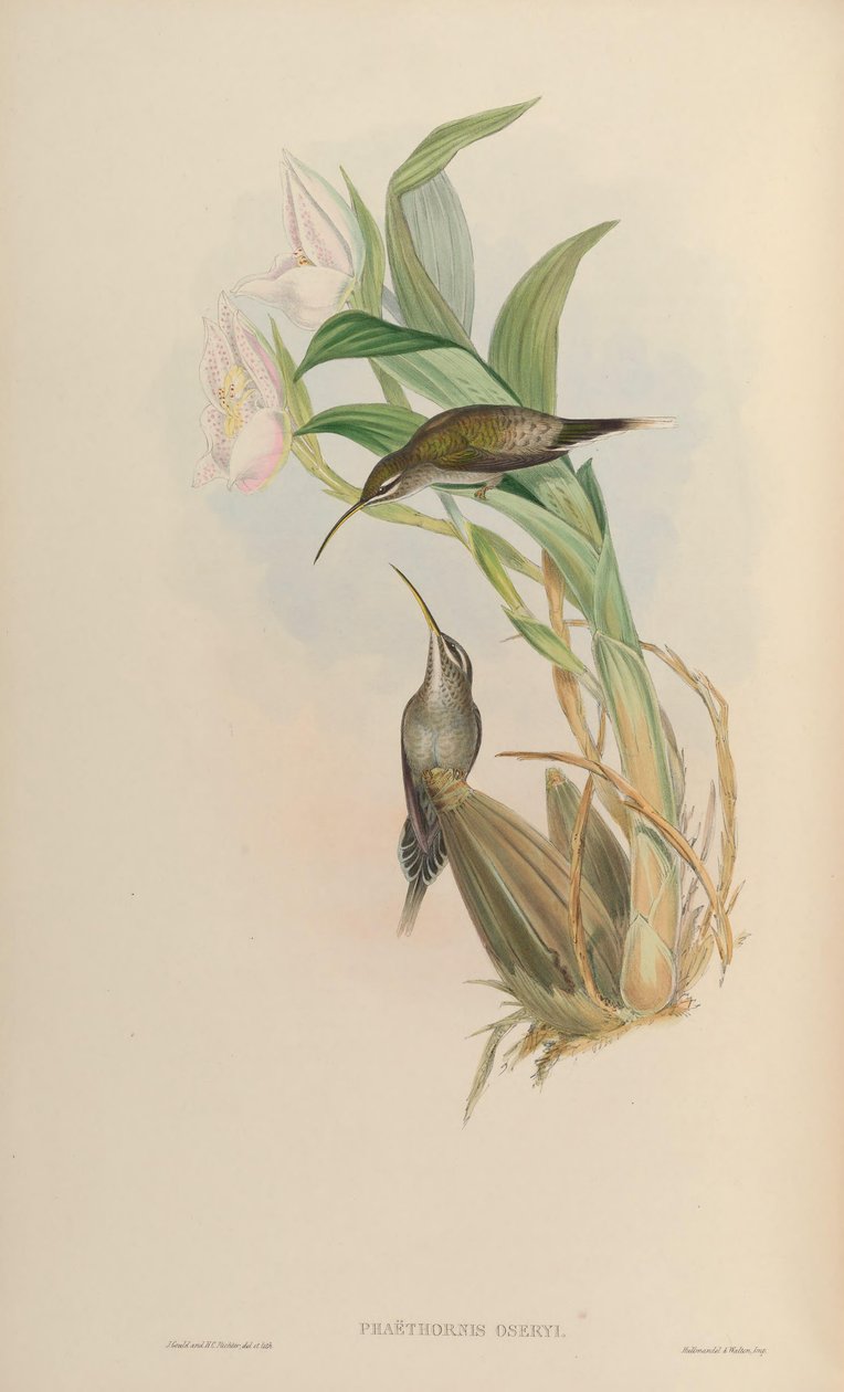 Phaethornis oseryi da John Gould