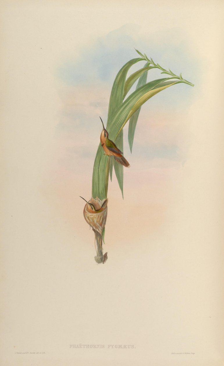 Phaethornis pygmaeus da John Gould