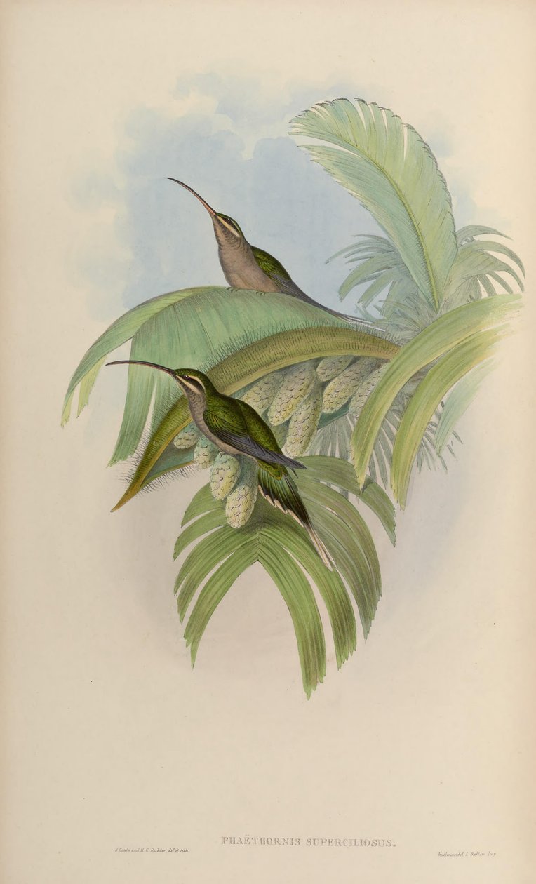 Phaethornis superciliosus da John Gould
