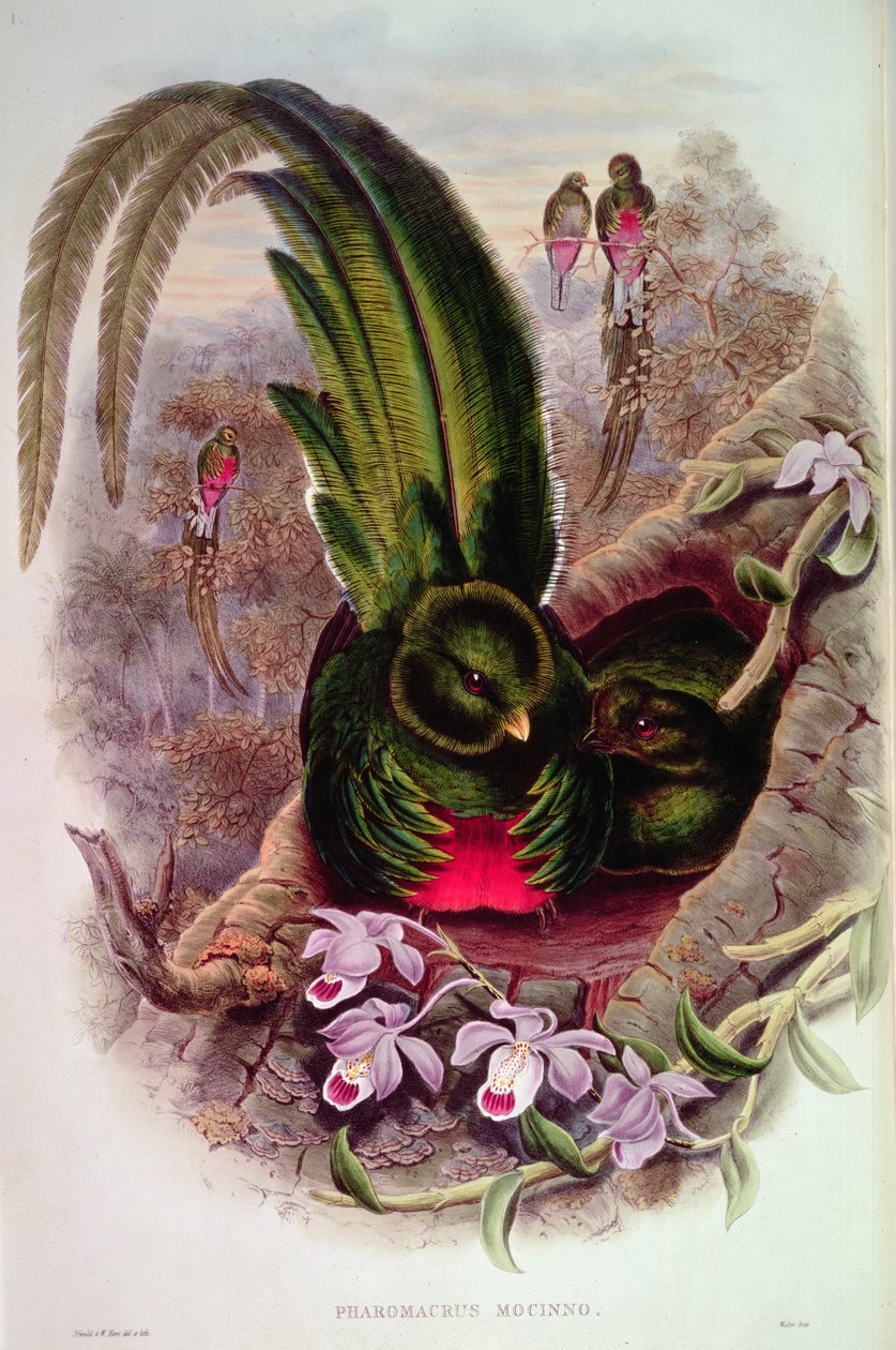 Pharomachrus Mocinno, inciso da T. Walter da John Gould