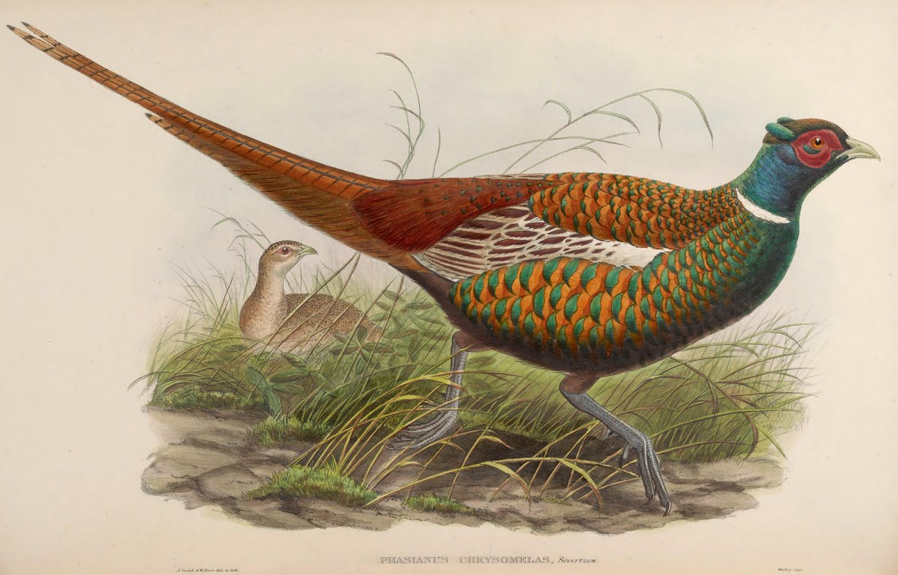 Phasianus chrysomelas = Phasianus colchicus chrysomelas da John Gould