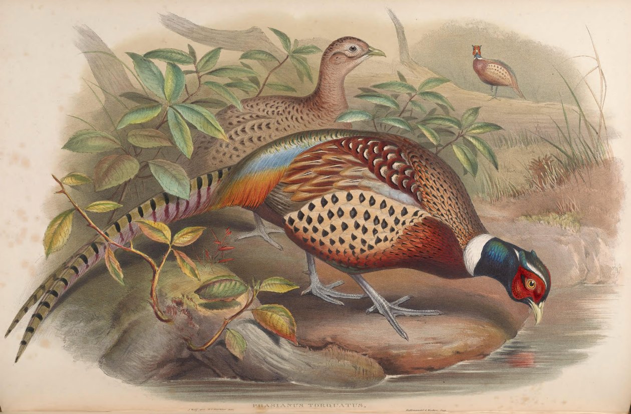 Phasianus torquatus = Phasianus colchicus da John Gould