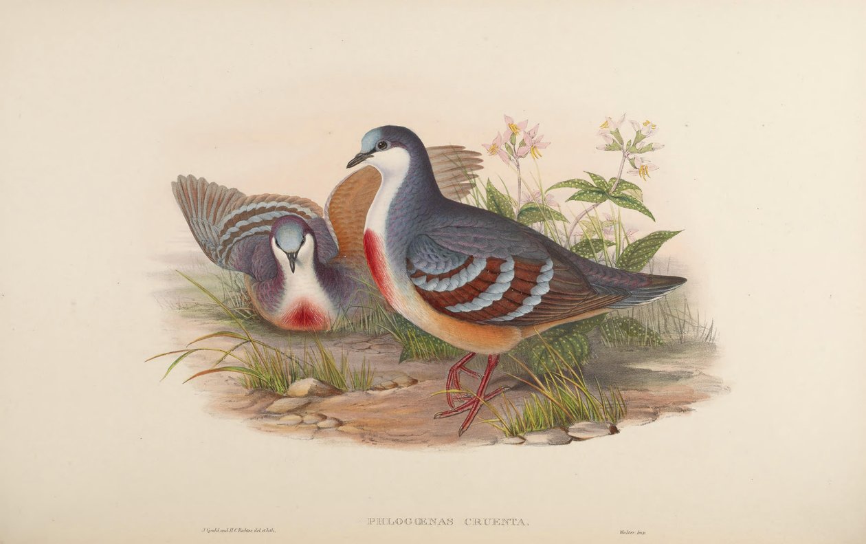 Phlogoenas cruenta = Gallicolumba luzonica da John Gould