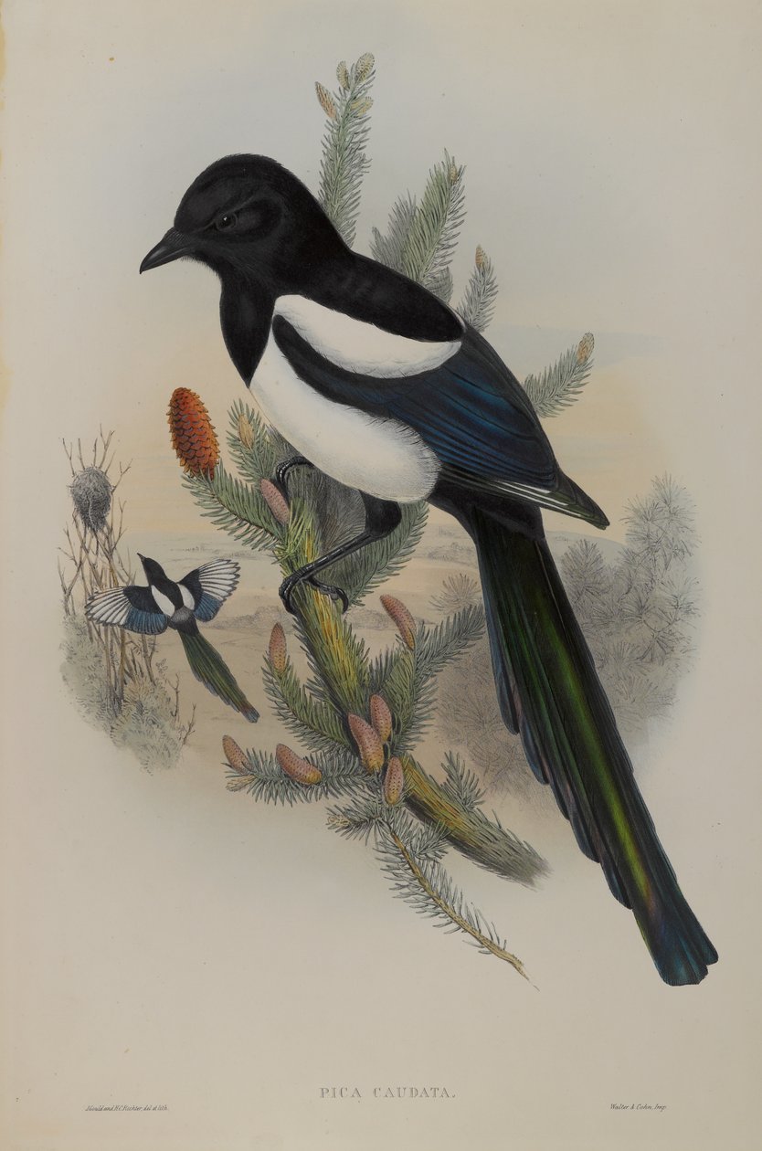 Gazza da John Gould