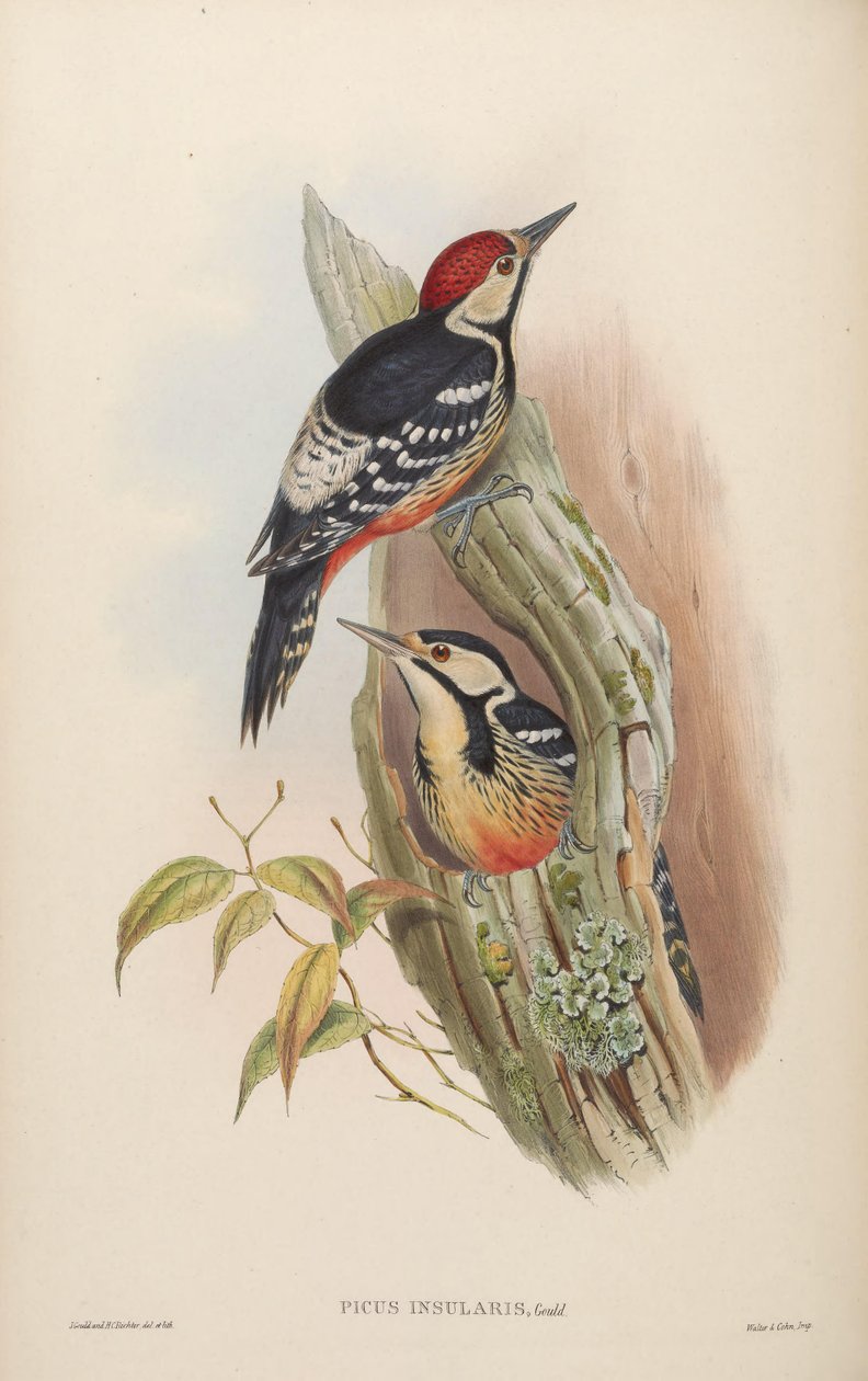 Picus insularis Gould, 1863 = Dendrocopos leucotos insularis. Taiwan da John Gould
