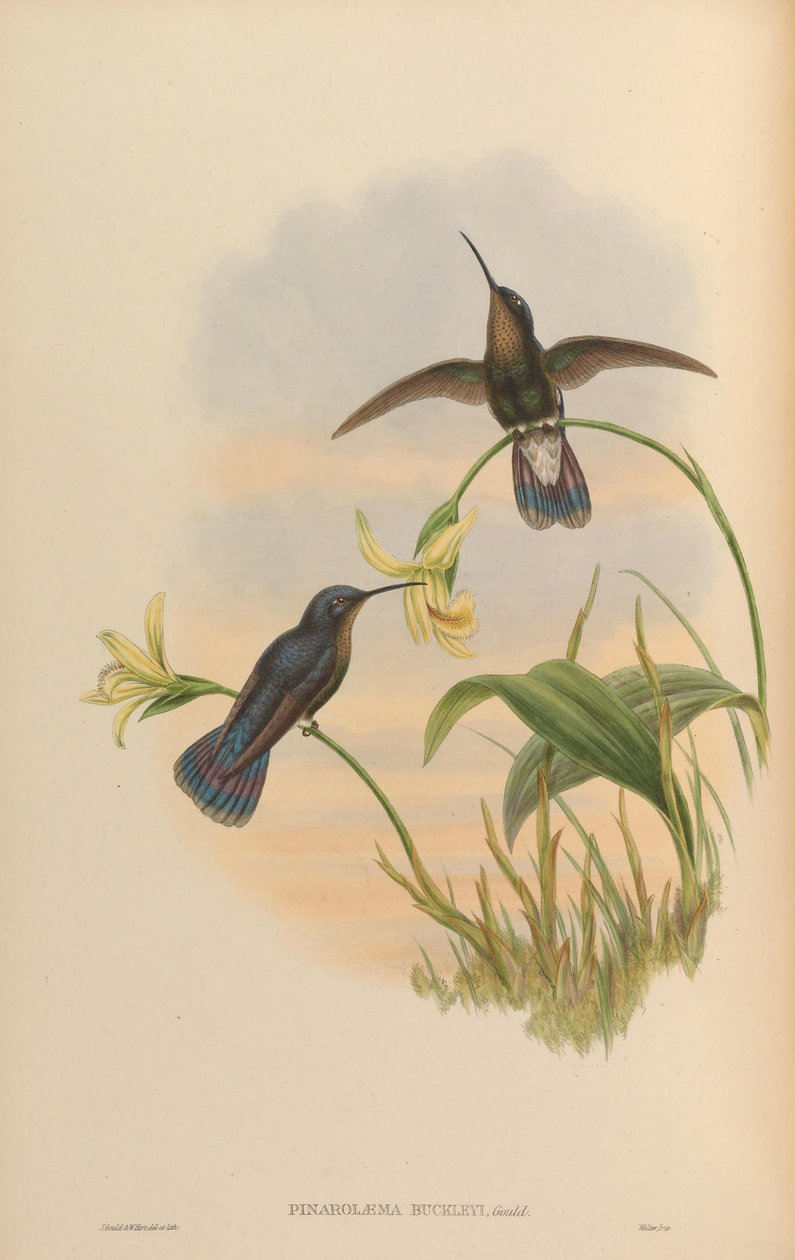 Pinarolaema buckleyi = Colibri coruscans coruscans da John Gould