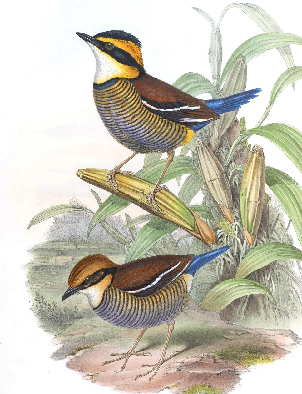 Pitta cyanura = Hydrornis (guajana) guajana da John Gould