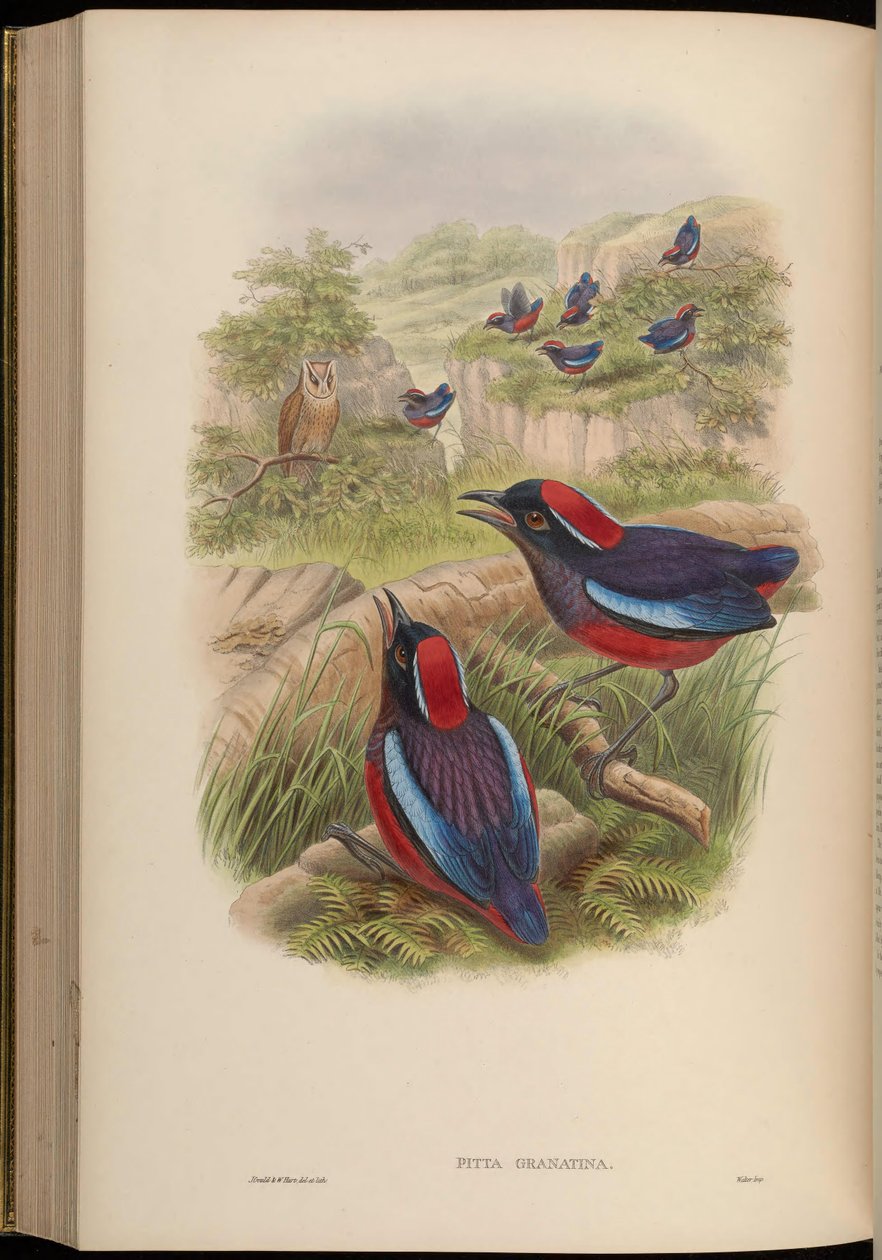 Pitta granatina = Erythropitta granatina granatina da John Gould