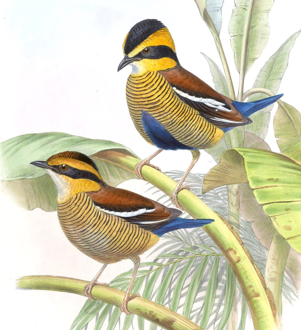 Pitta schwaneri = Hydrornis schwaneri da John Gould