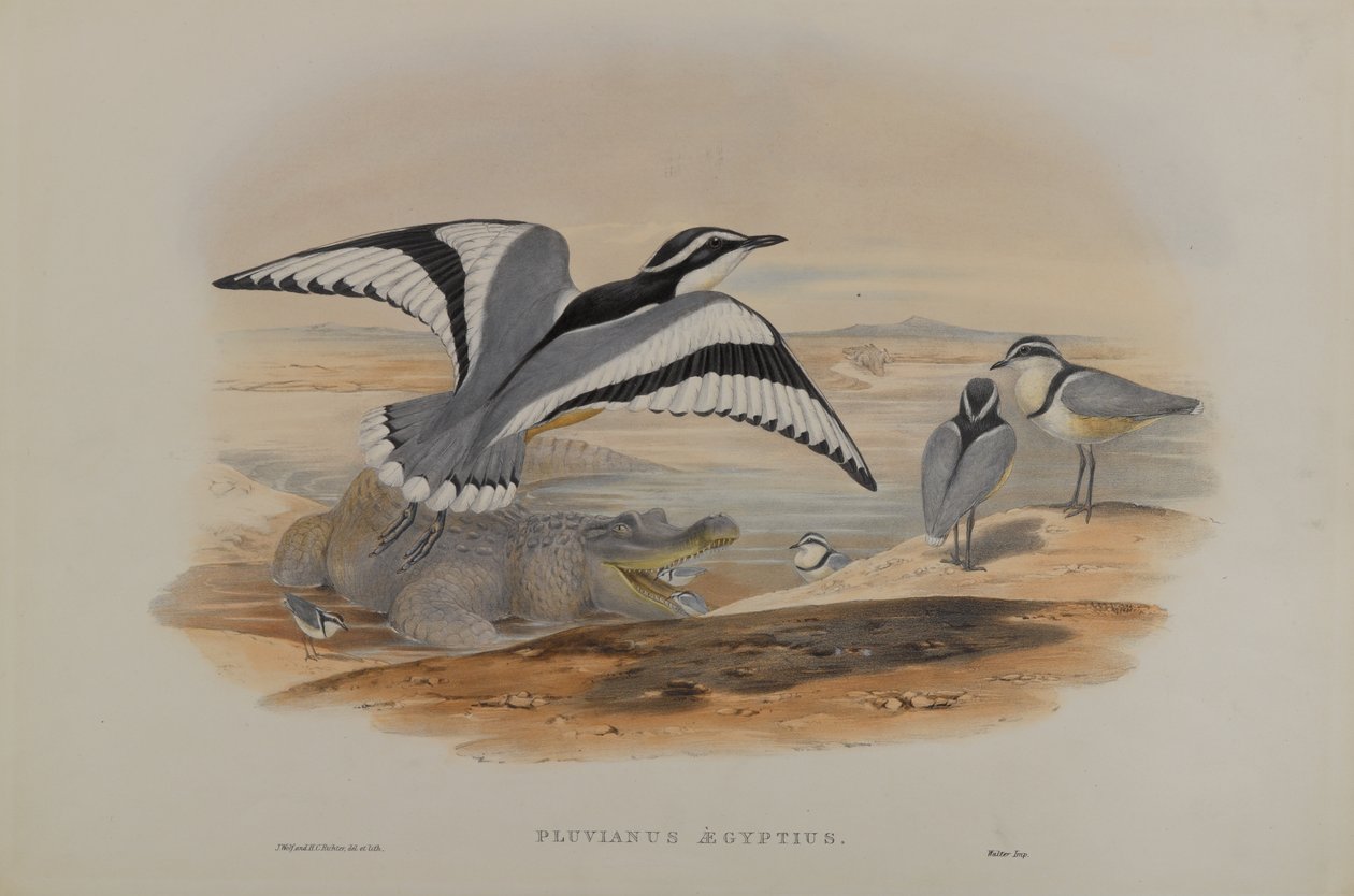 Piviere egiziano da John Gould