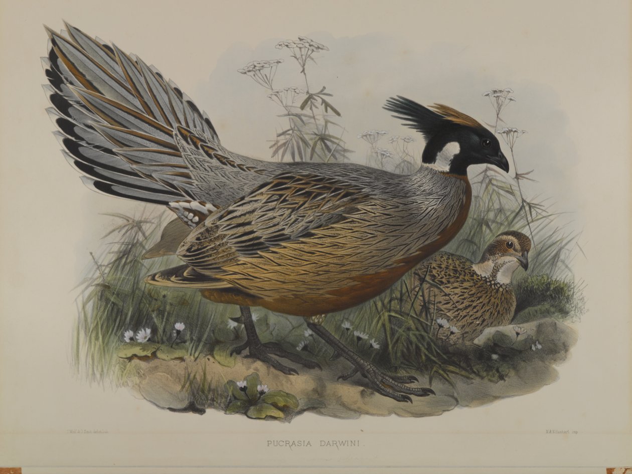 Pucrasia darwini da John Gould