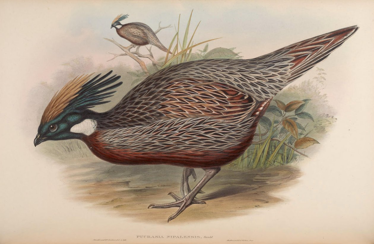 Pucrasia nipalensis da John Gould