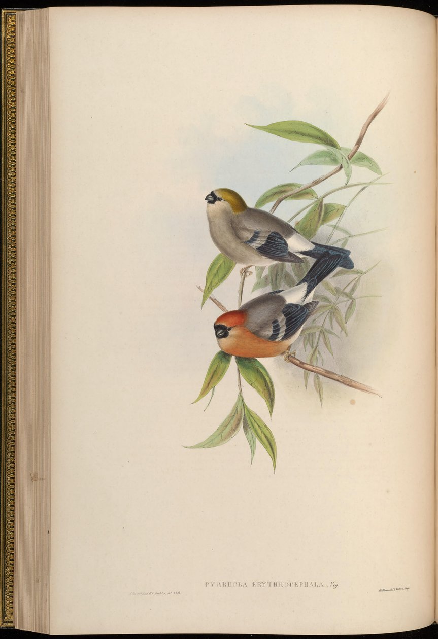 Pyrrhula erythrocephala da John Gould