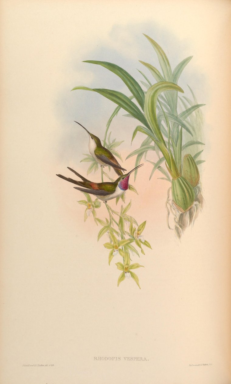Rhodopis vesper da John Gould