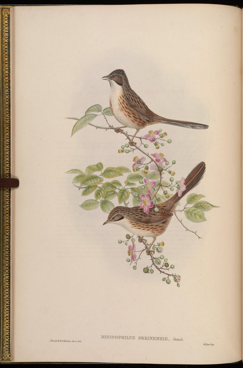 Rhopophilus pekinensis da John Gould