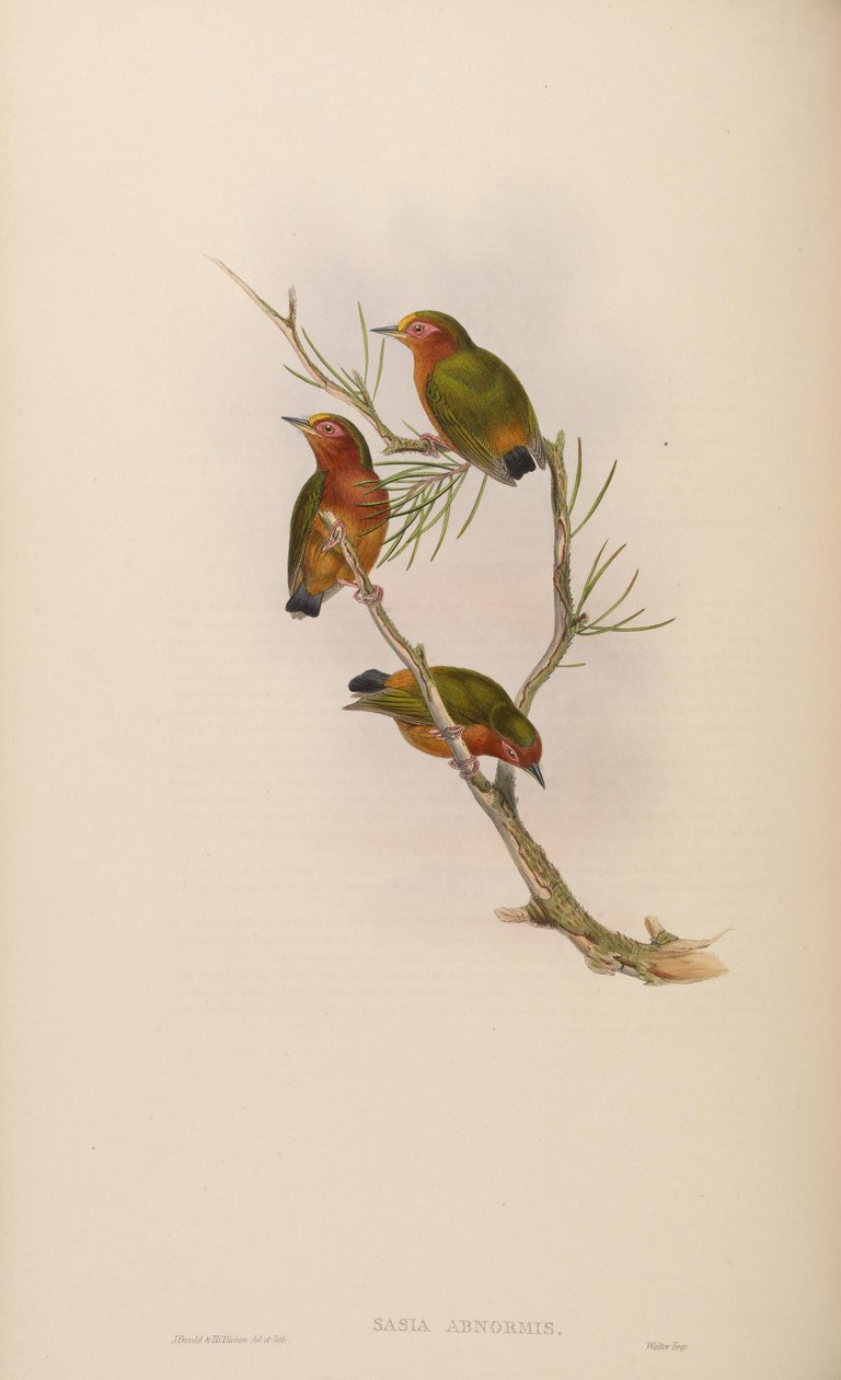 Sasia abnormis da John Gould