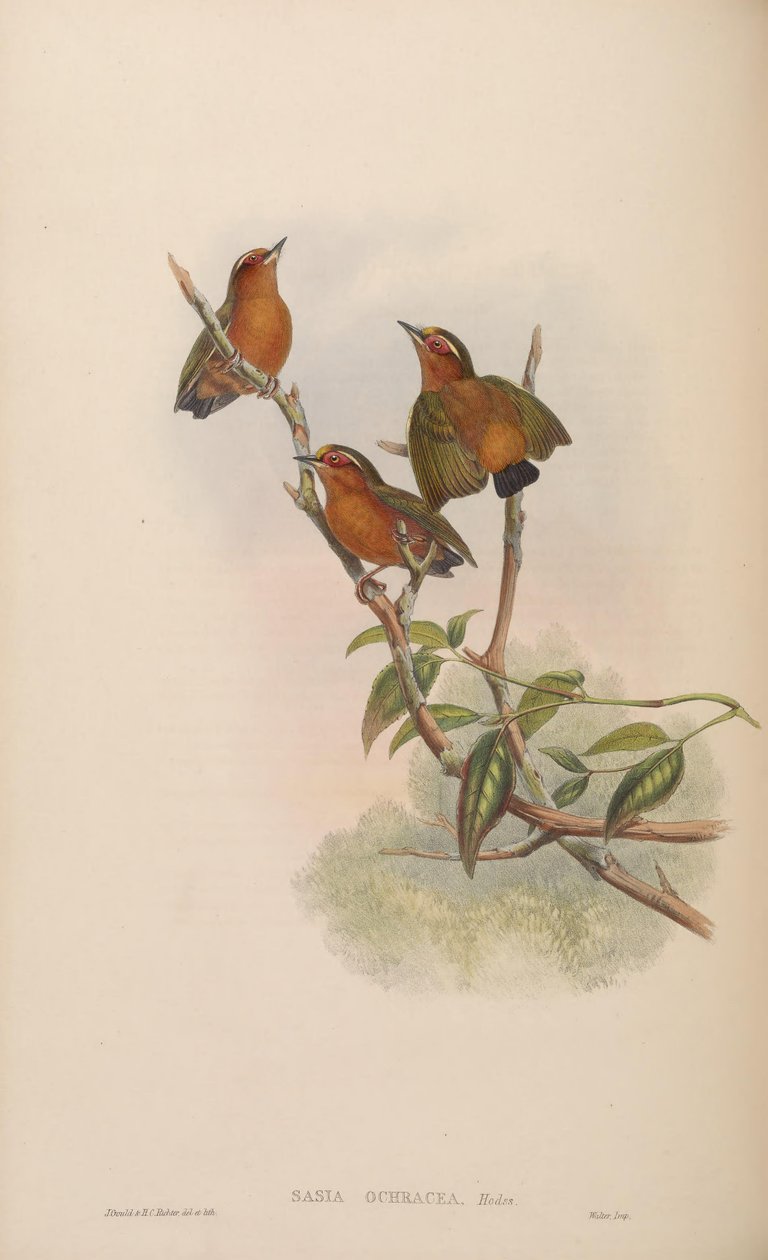 Sasia ochracea da John Gould