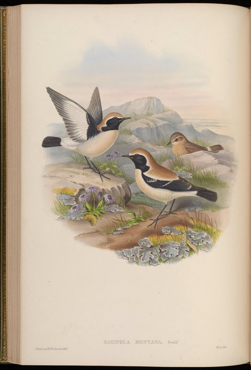 Saxicola montana = Oenanthe deserti da John Gould