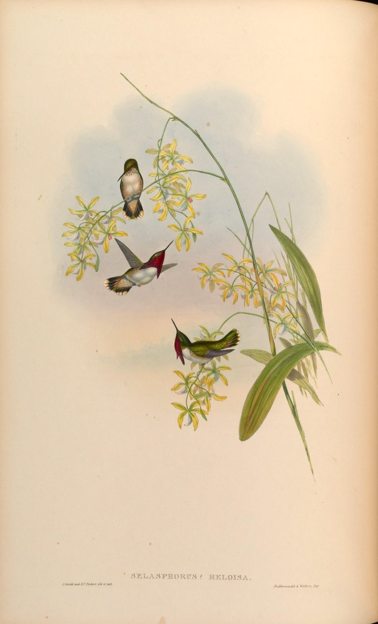 Selasphorus heloisa = Atthis heloisae da John Gould