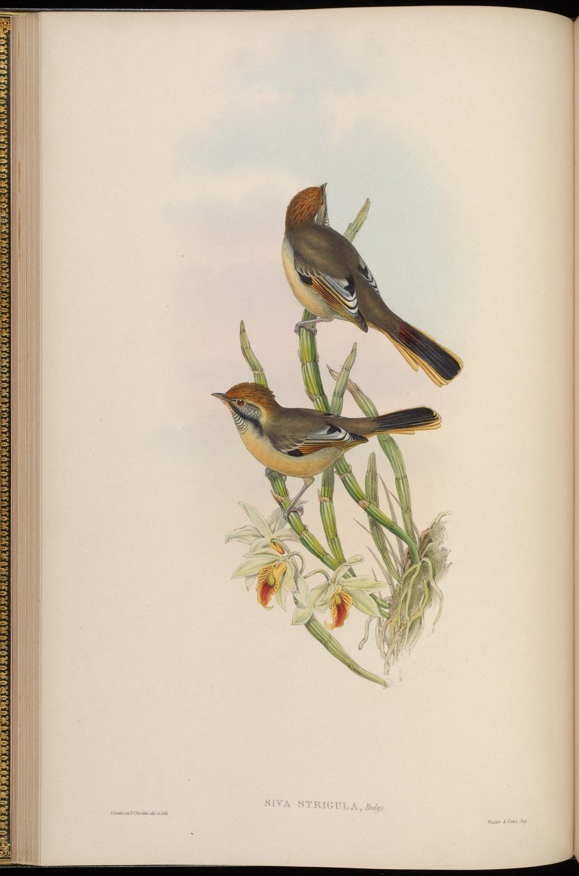 Siva strigula = Minla strigula da John Gould