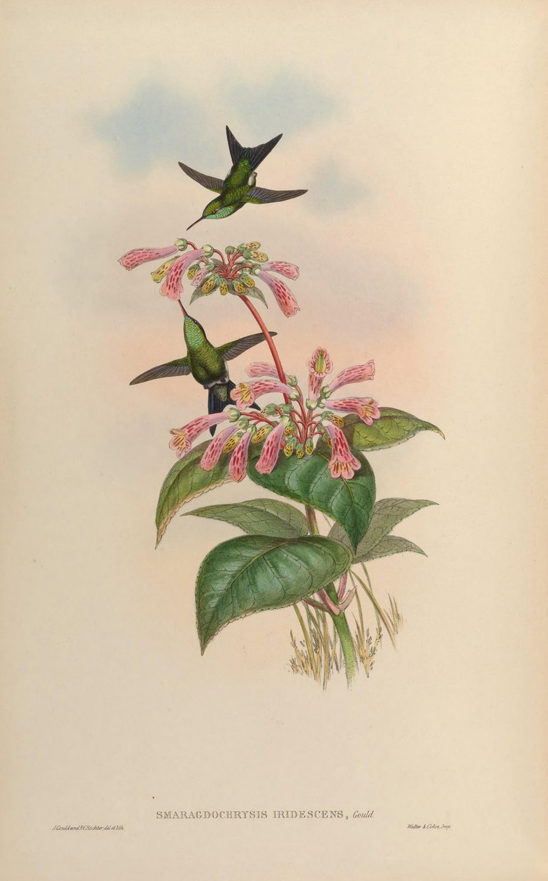 Smaragdochrysis iridescens da John Gould