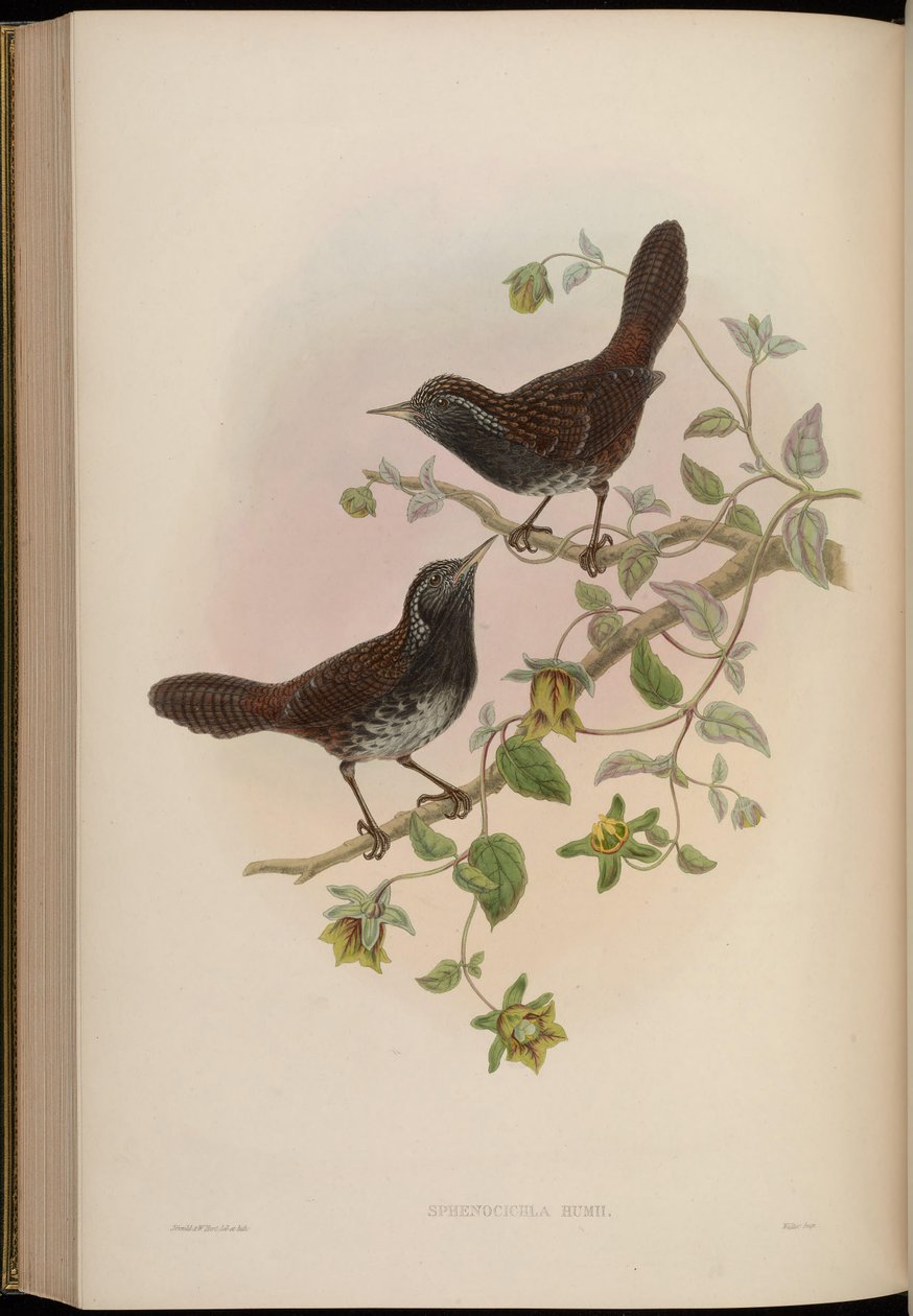 Sphenocichla humii da John Gould