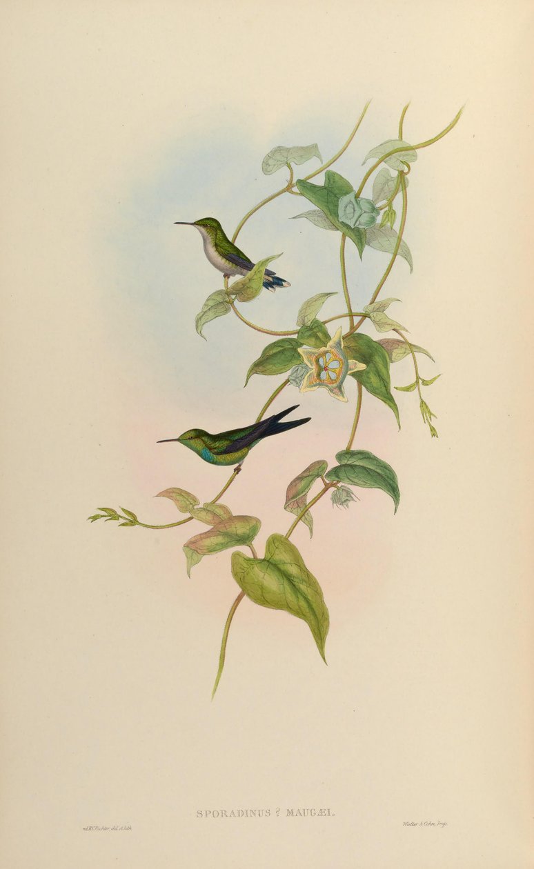 Sporadinus maugaei da John Gould