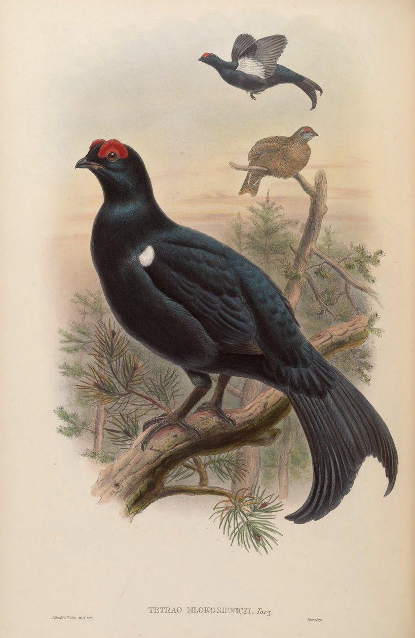 Tetrao mlokosiewiczi da John Gould