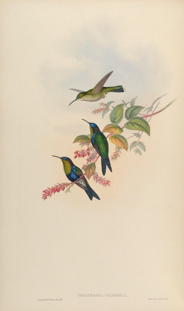 Thalurania colombica da John Gould