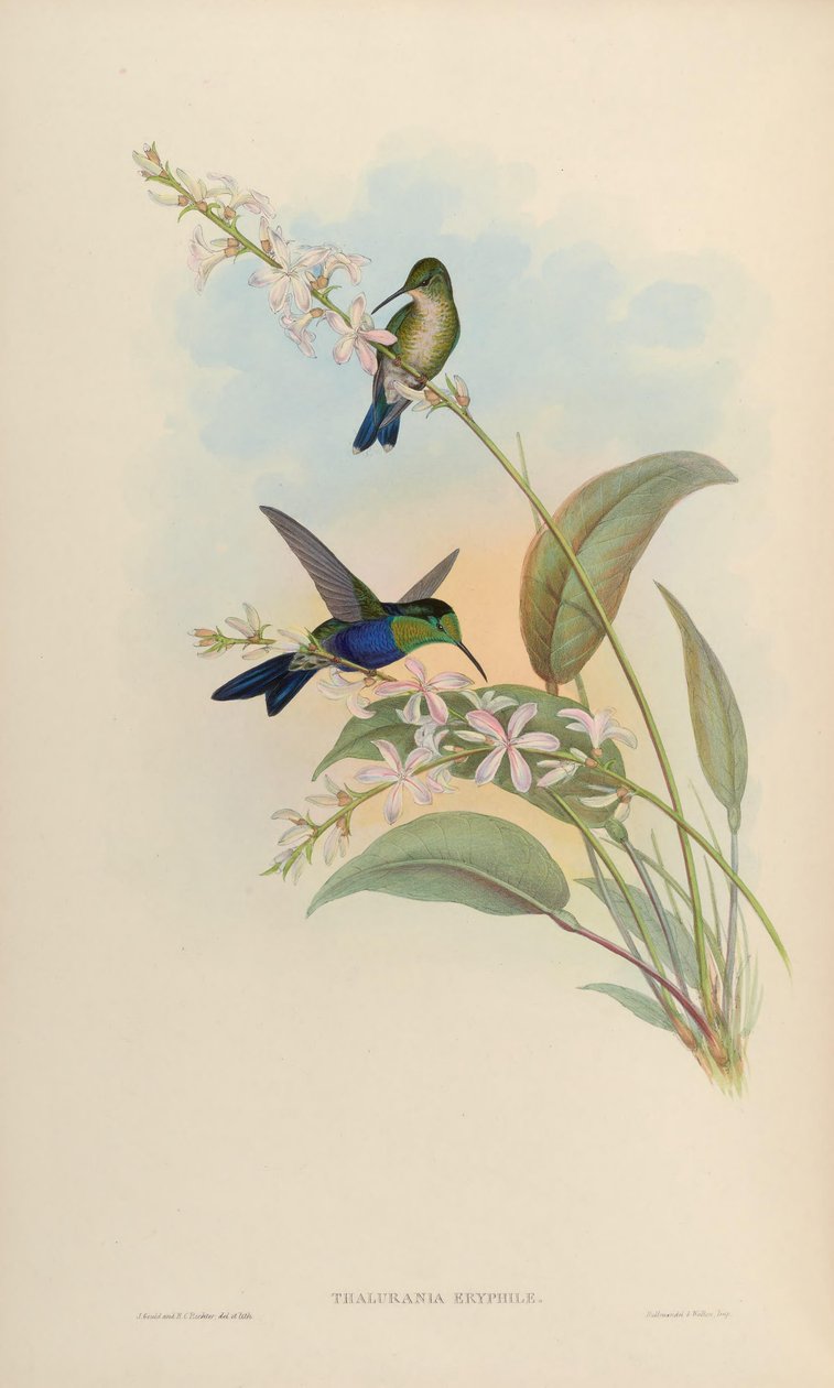 Thalurania eryphile = Thalurania furcata eriphile da John Gould