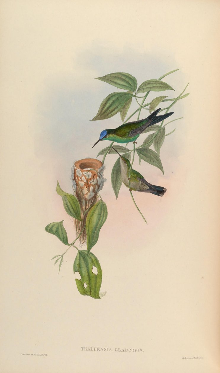 Thalurania glaucopis da John Gould