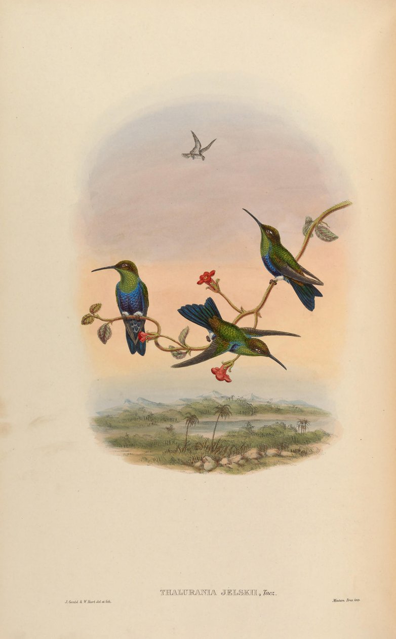Thalurania jelskii = Thalurania furcata jelskii da John Gould
