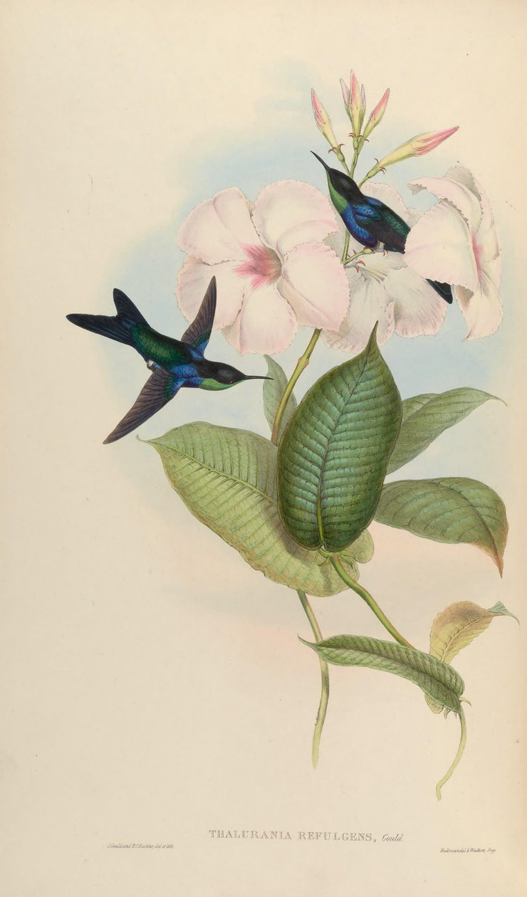 Thalurania refulgens = Thalurania furcata ferulgens da John Gould