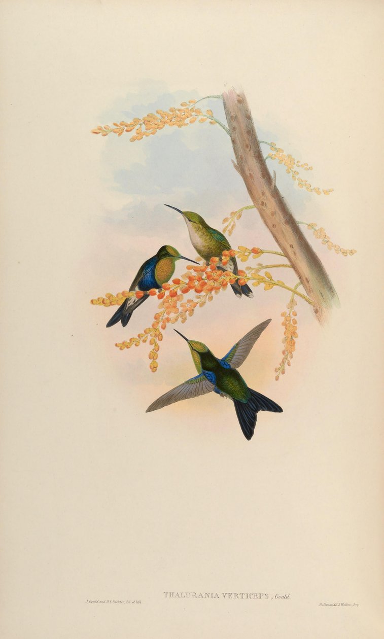 Thalurania verticeps = Thalurania fannyi verticeps da John Gould