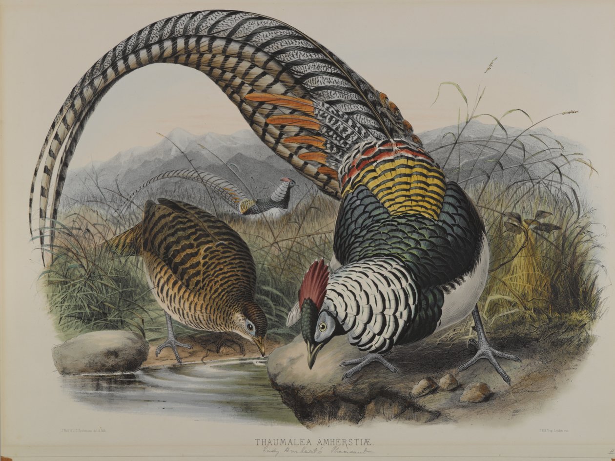 Fagiano di Lady Amherst da John Gould