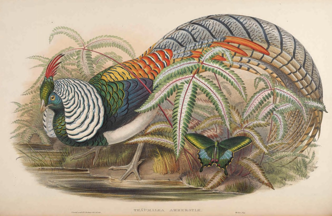 Thaumalea amherstiae = Chrysolophus amherstiae da John Gould