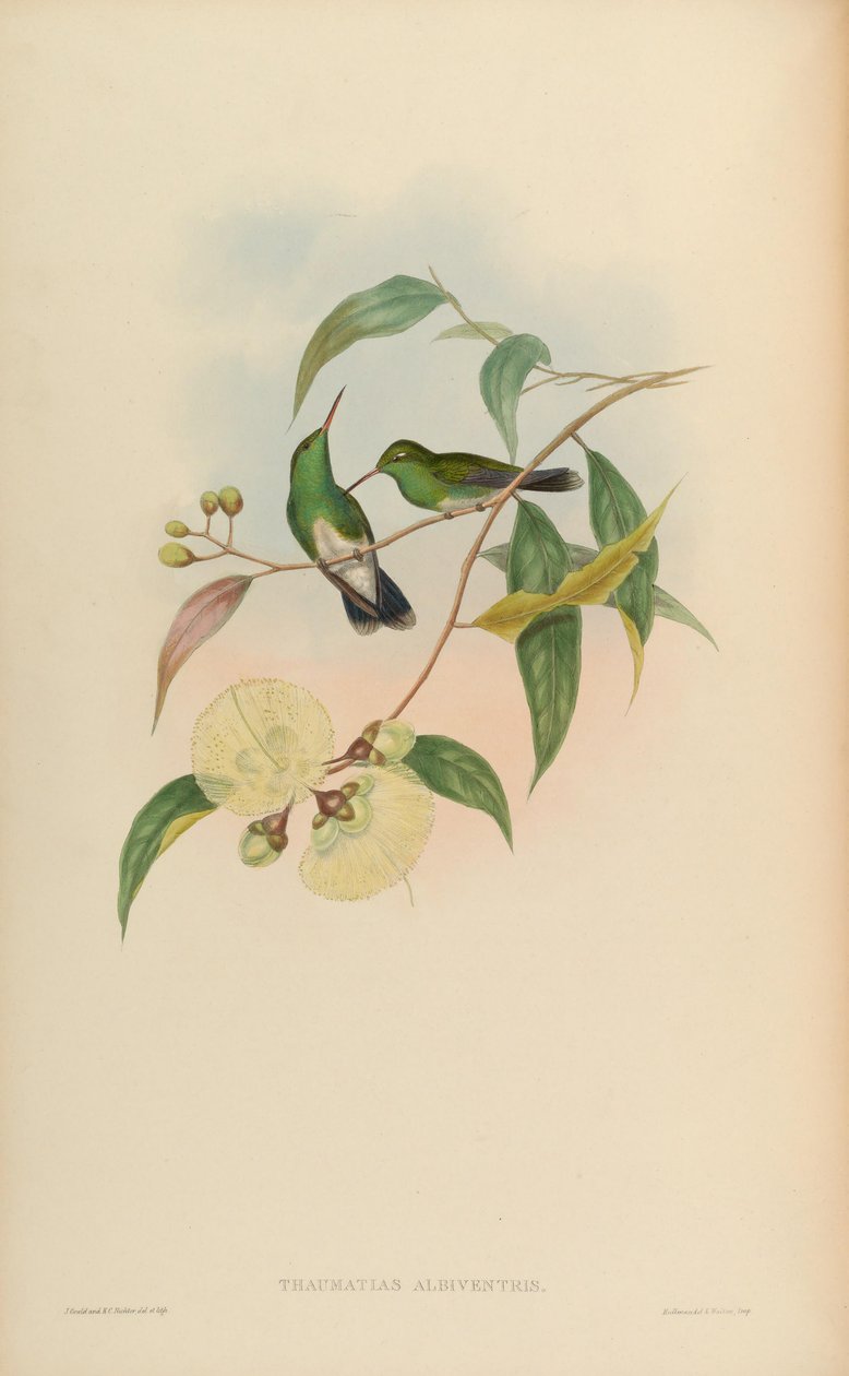Thaumatias albiventris da John Gould