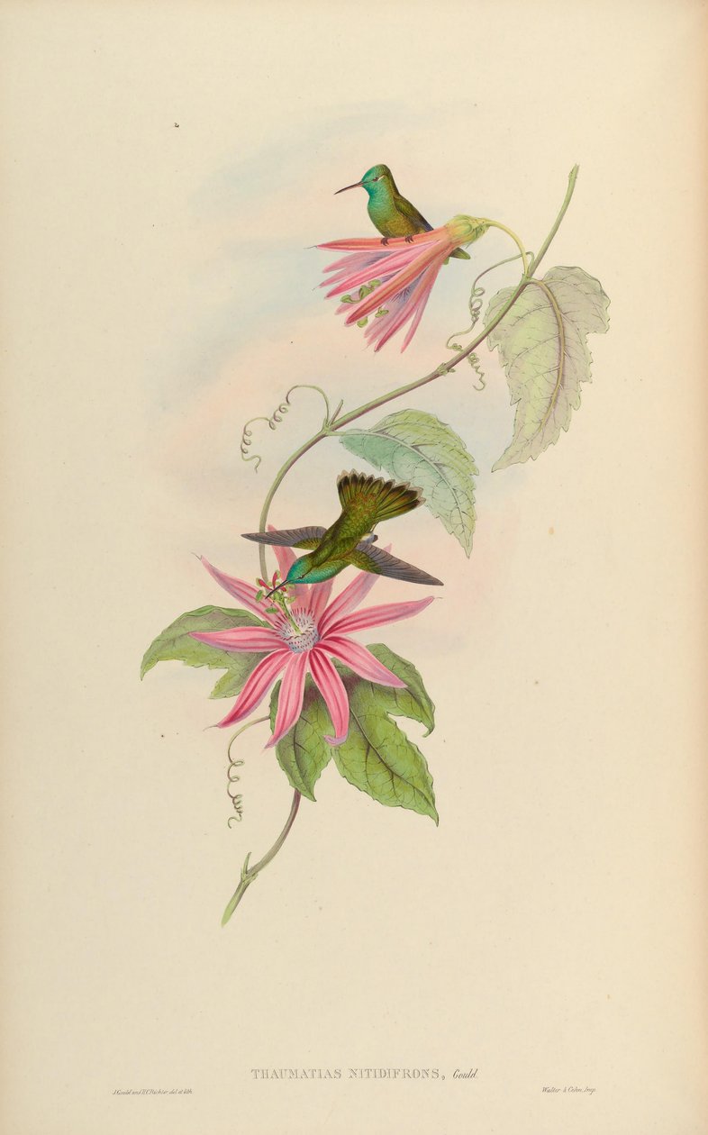 Thaumatias nitidifrons da John Gould