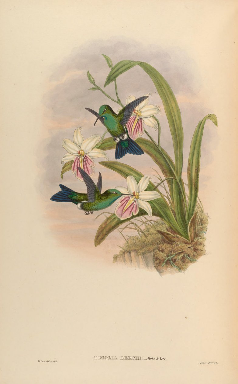 Timolia lerchi da John Gould