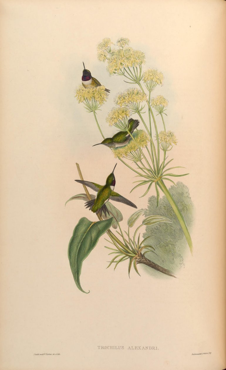 Trochilus alexandri = Archilochus alexandri da John Gould