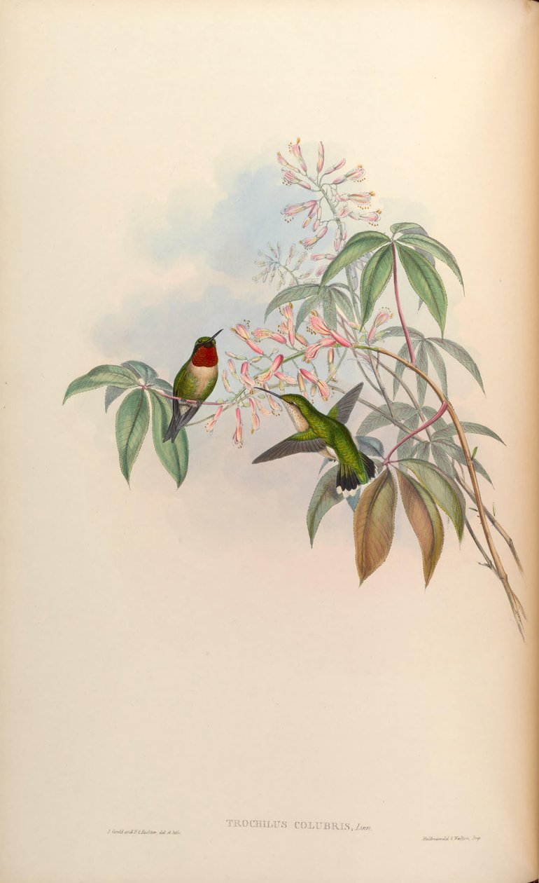 Trochilus colubris = Archilochus colubris da John Gould