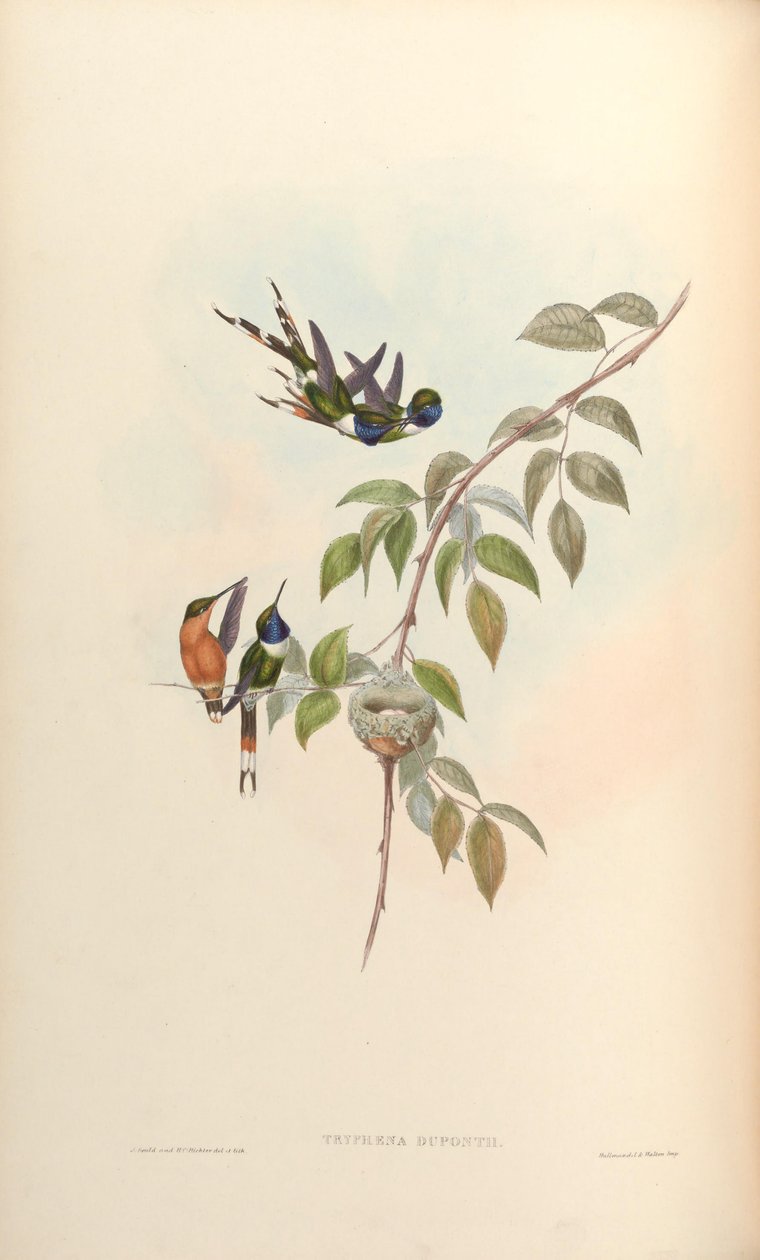 Tryphaena duponti = Tilmatura duponti da John Gould