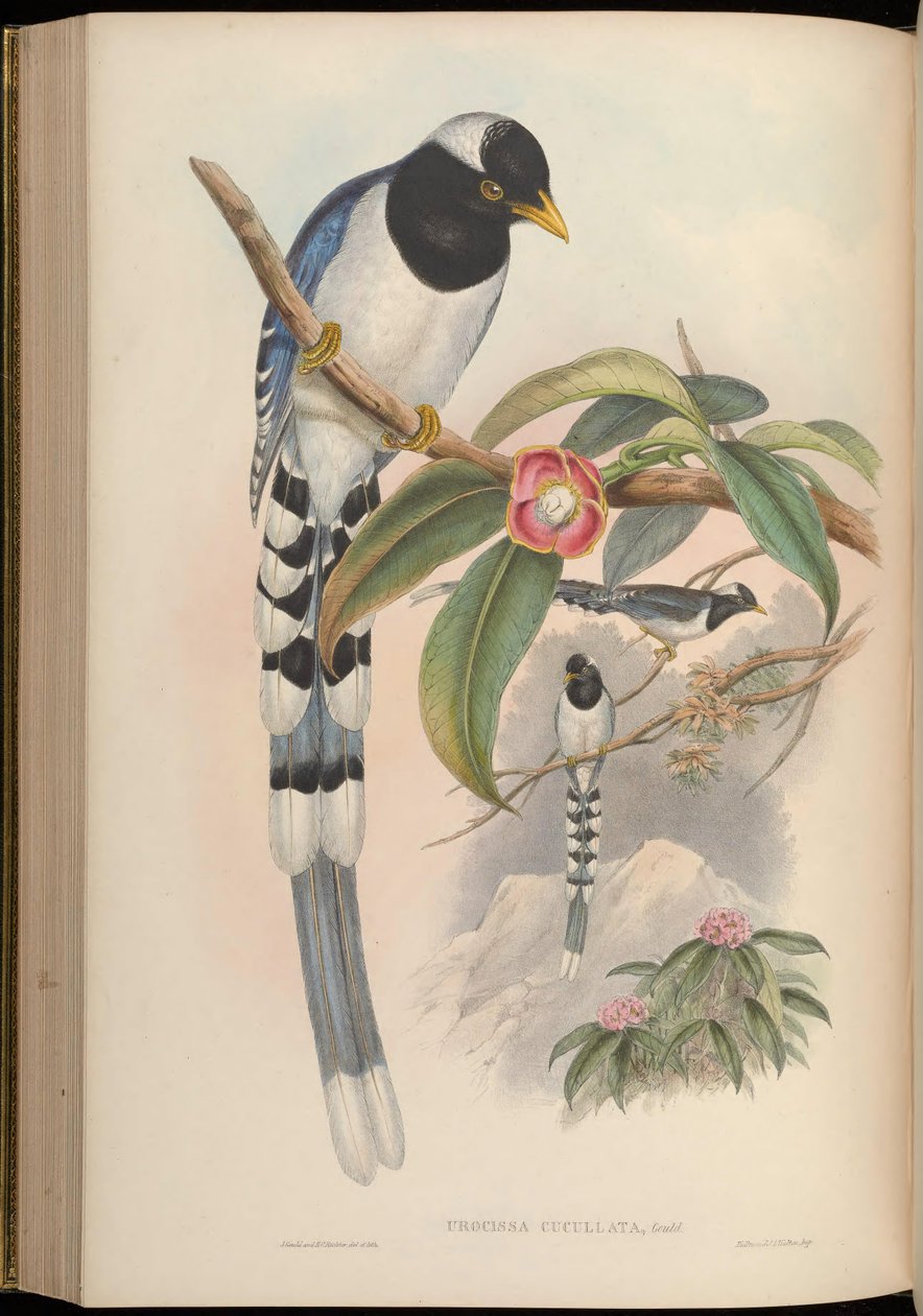 Urocissa cucullata = Urocissa flavirostris cucullata da John Gould
