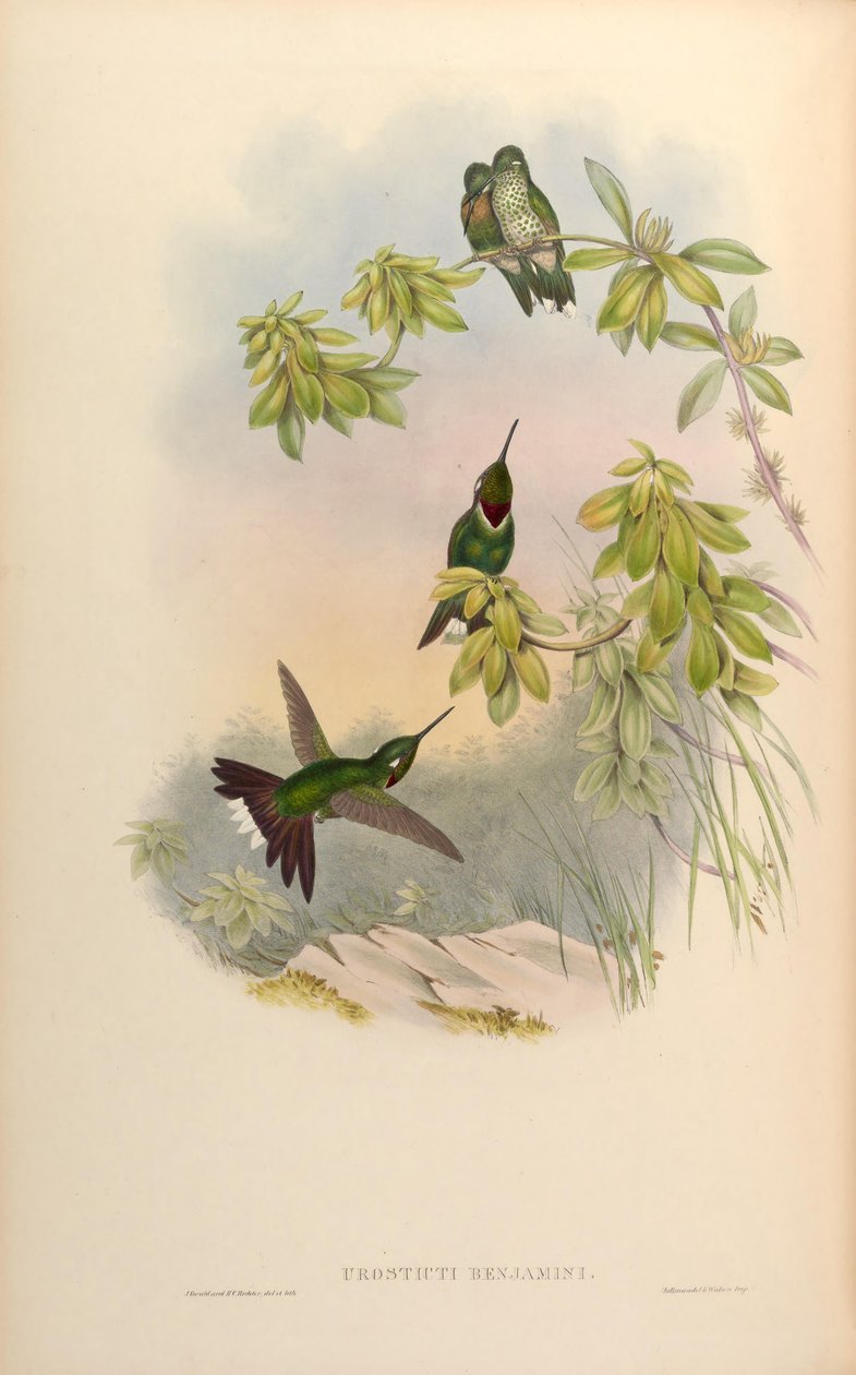 Urosticte benjamini da John Gould